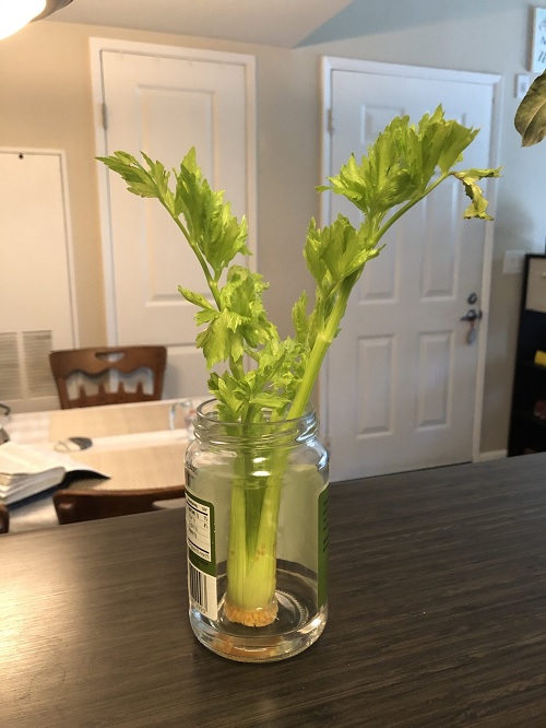 growing Celery in water 2