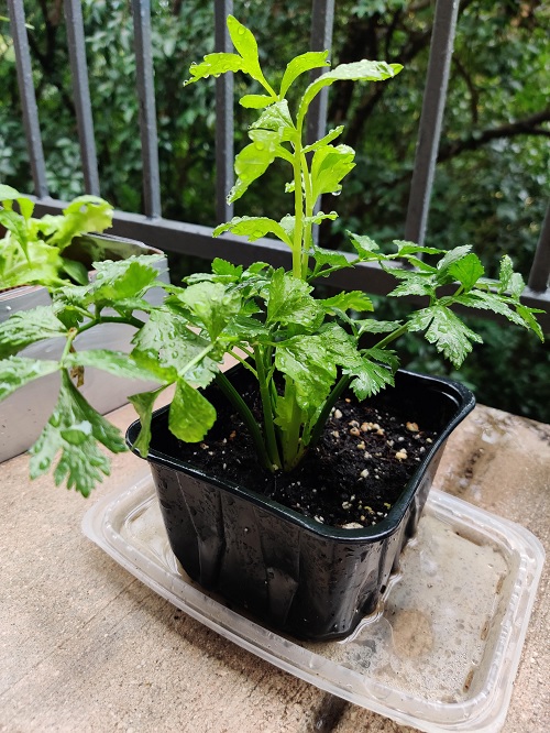 growing Celery