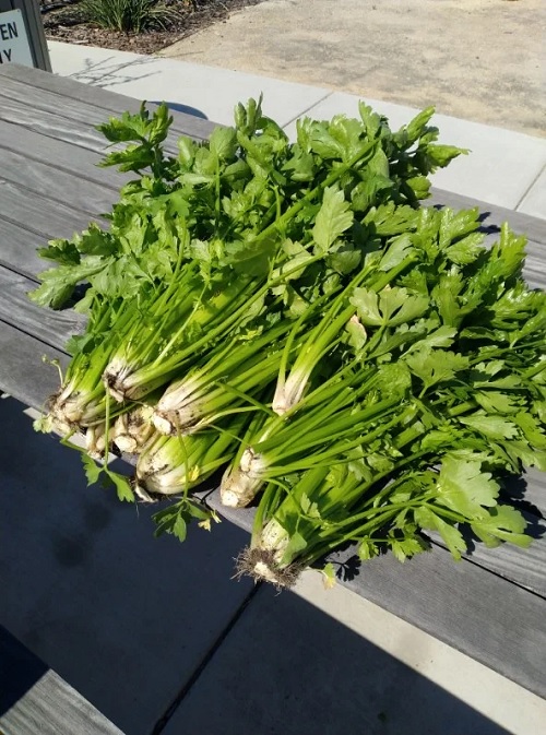 harvested Celery