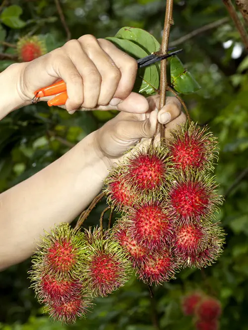Harvesting Rambutans