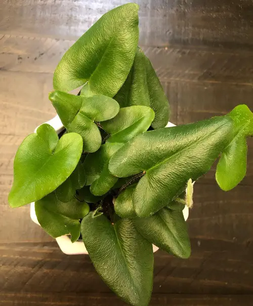 Propagating Heart Fern
