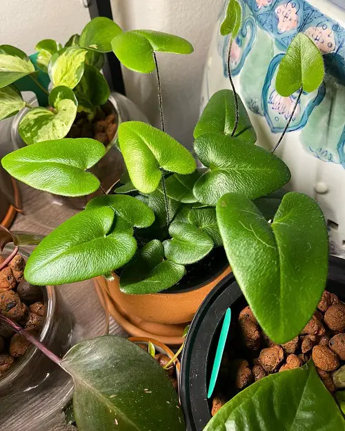 Growing Requirements of Heart Fern 1