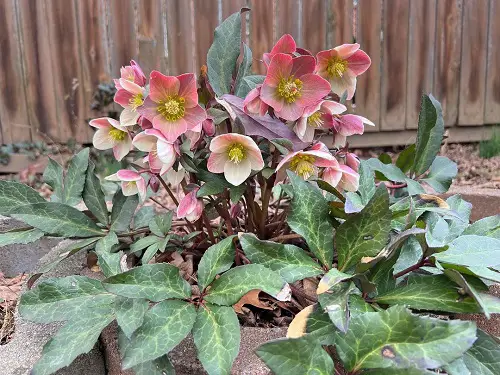 Best Pink Spring Flowers