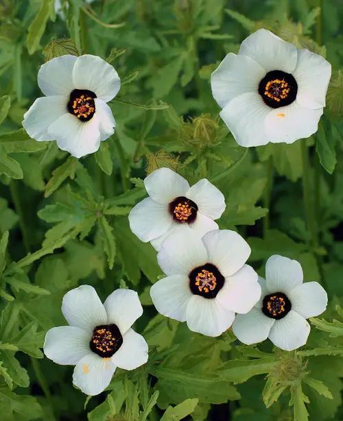Hibiscus trionum Flowers with Black Center