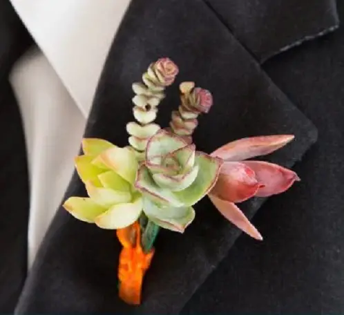 Jewelry with Plant Ideas You Must Try Succulent Boutonniere