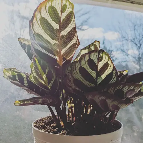 Reasons Behind Prayer Plant Leaves Curling lack of Humidity