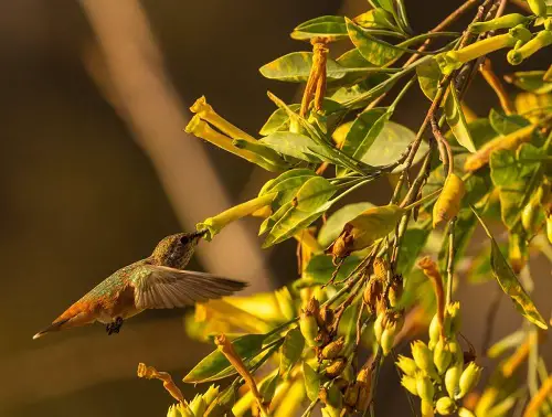 flowering tobacoo yellow Plants to attract hummingbird