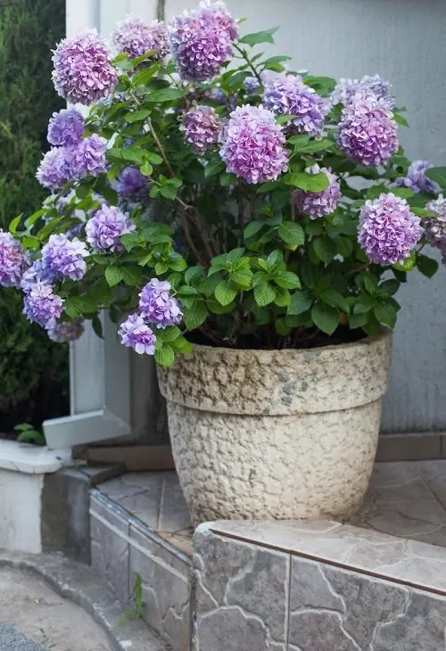 The Best Blossoms to Grow from Cuttings
