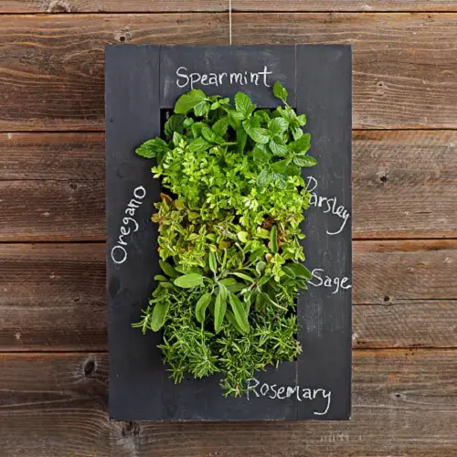 Chalk Wall Porch Herb Garden Ideas 101