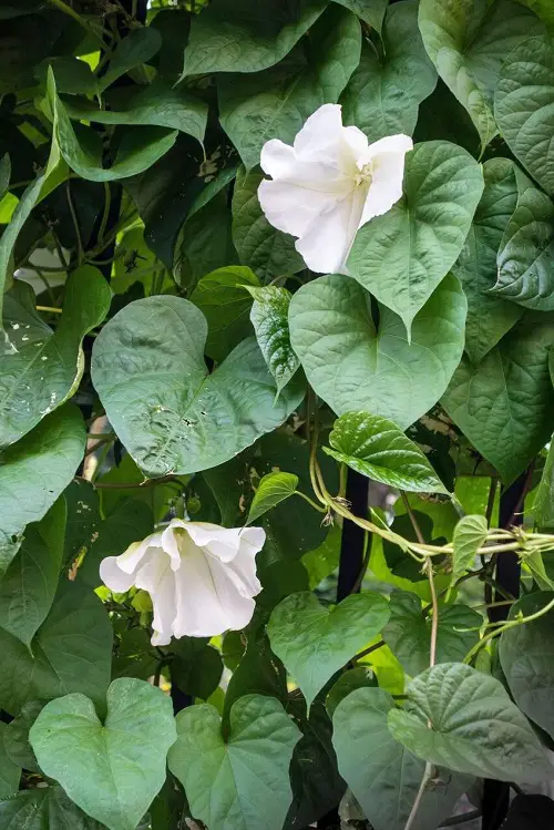 Gorgeous Flowers adorned with white bells 3