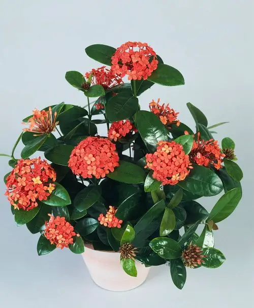 Ixora Maui Red Care