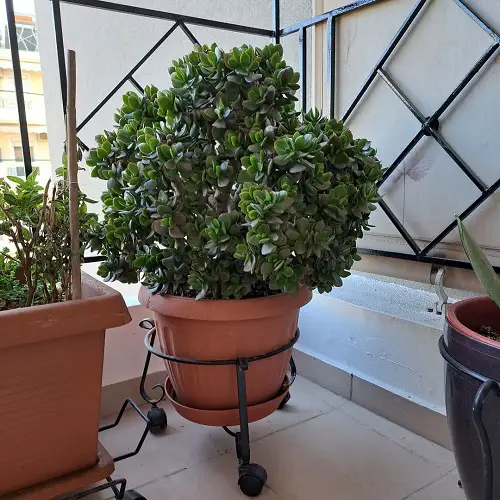 Pruning a Jade Plant