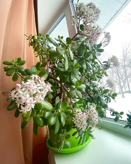 Pruning Jade Plant