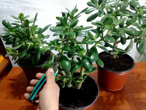 How to Prune a Jade Plant Like an Expert