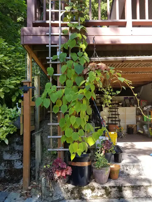 Creepers and Vines with Rapid Growth3