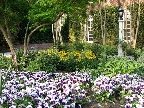 Pansies for Landscaping