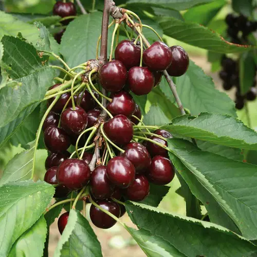 Types of Cherries to Grow in Pots 