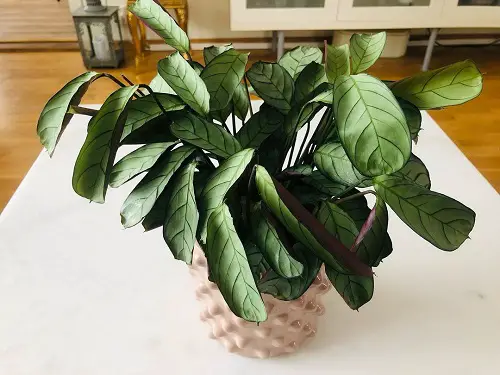 Reasons Behind Prayer Plant Leaves Curling Sunlight