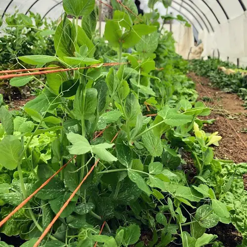 Cilantro Companion legumes
