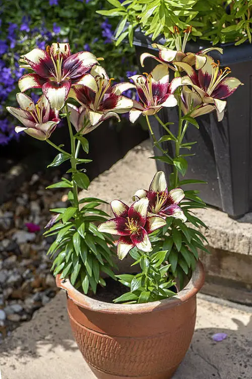 Lilium-Tango-Passion Flowers with Black Center 