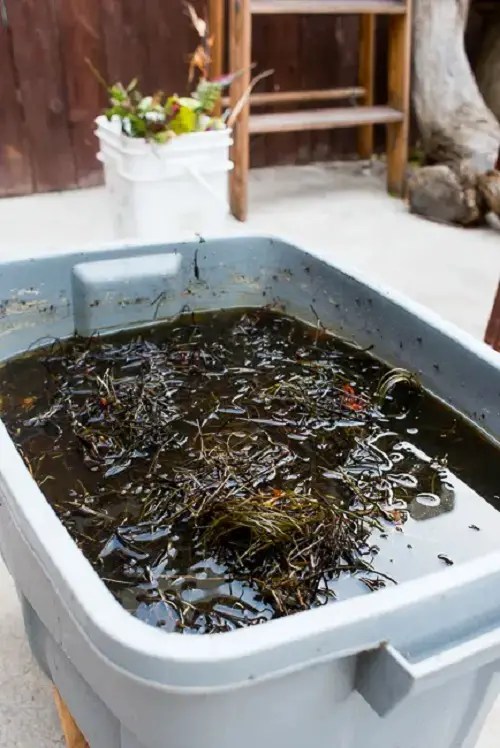 Kelp Fertilizer Recipes