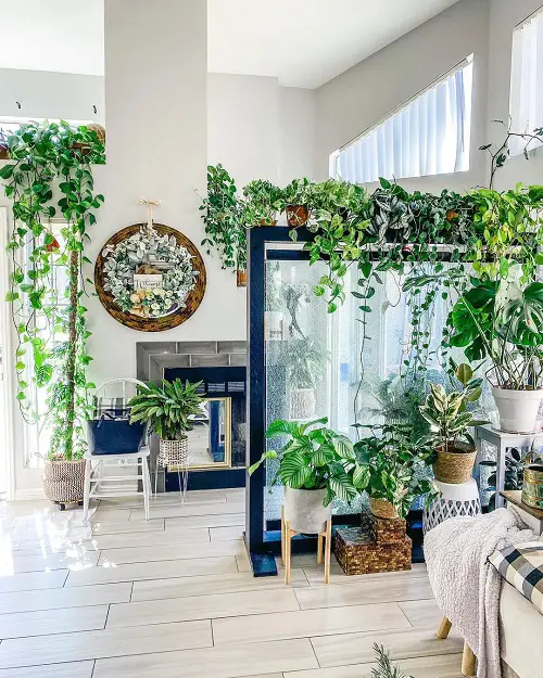 Indoor Plant Trends for 2024