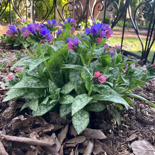 top Baby Blue Flowers 36