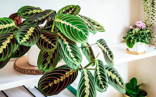 Reasons Behind Prayer Plant Leaves Curling