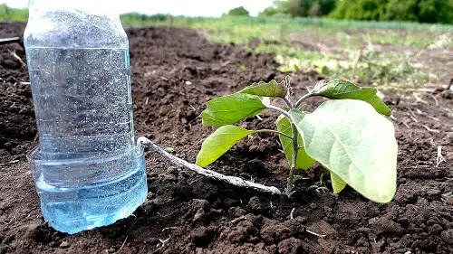 Watering Systems You Can Create for Garden4