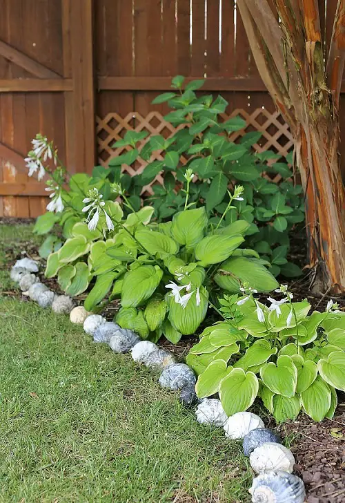 Conch Shells Edge in garden