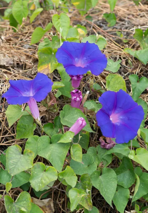 Flowers that Grow Quickly from Seeds0