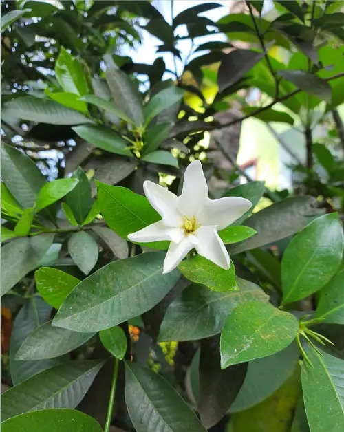 Hawaiian White Flowers.11