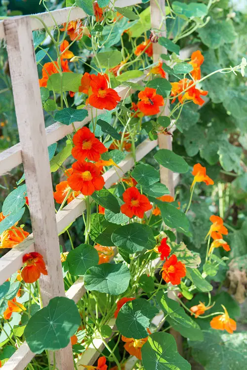 Best Edible Vines in garden