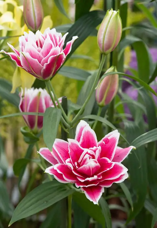 The Cutest White and Pink Flowers 2