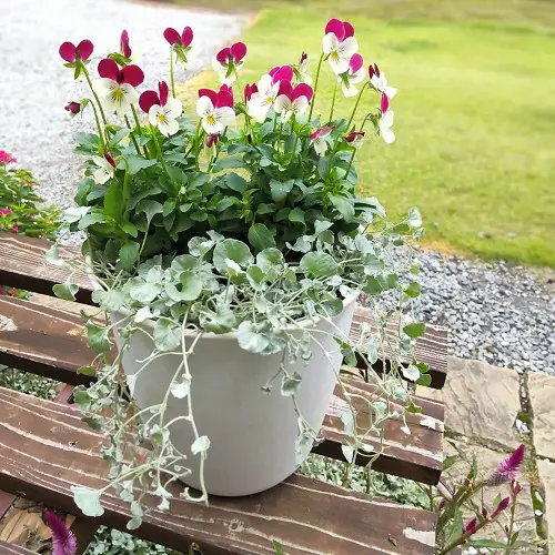 Everything About Growing Pansies