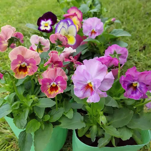 How to Get Pansies to Bloom