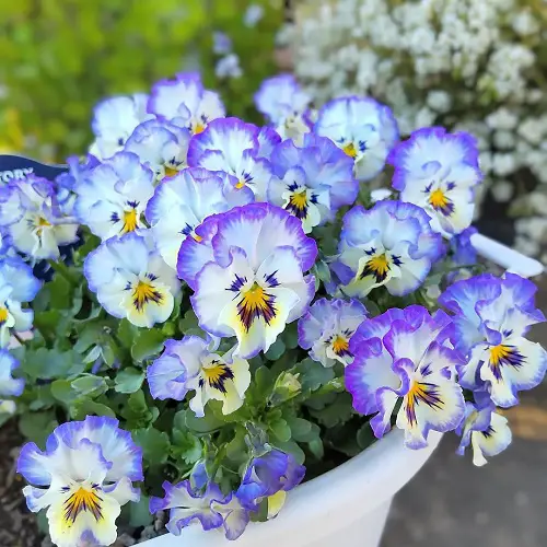 Propagating Pansies
