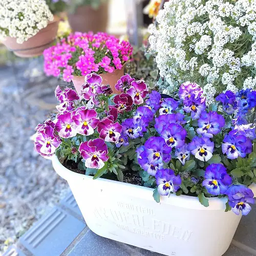 Pansies Care