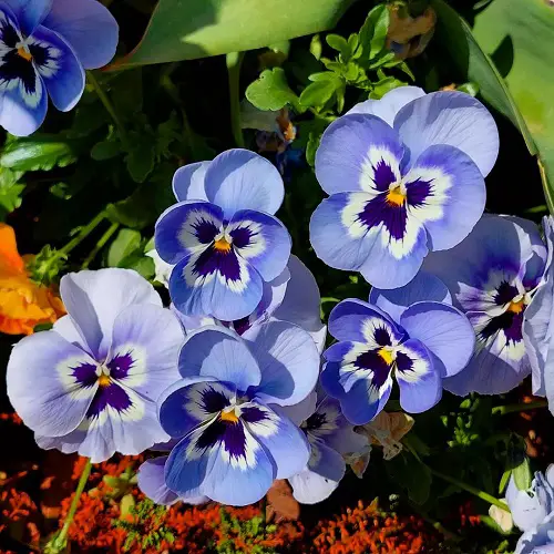 Flowers that Grow Quickly from Seeds