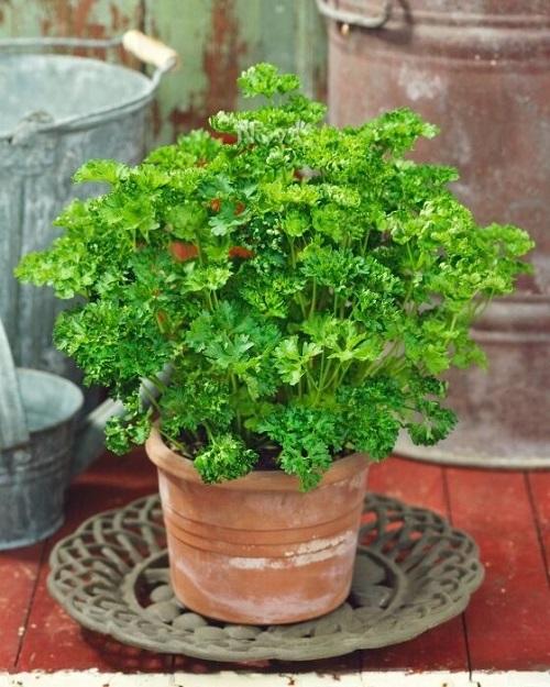 parsley Plants to Grow in Home and Garden