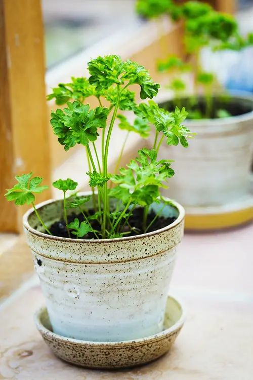 Sage Companion parsley