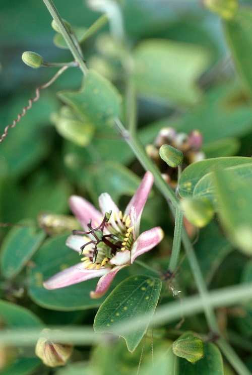 Passiflora Colinvauxii plant