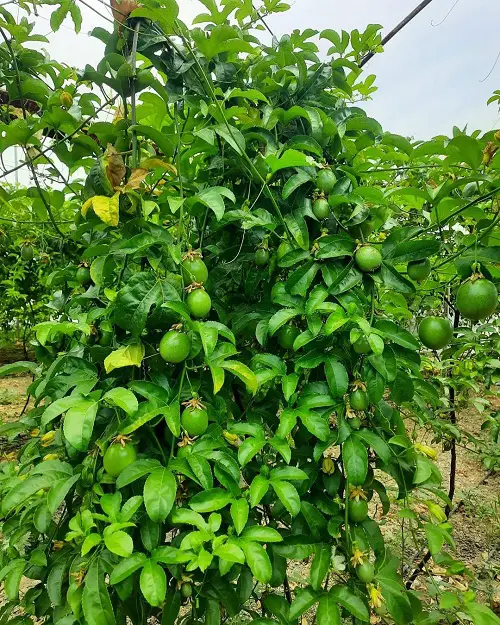 Best Edible Vines to Grow in yard