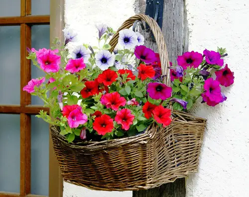 Top-Performing Blossoms that Take Cuttings