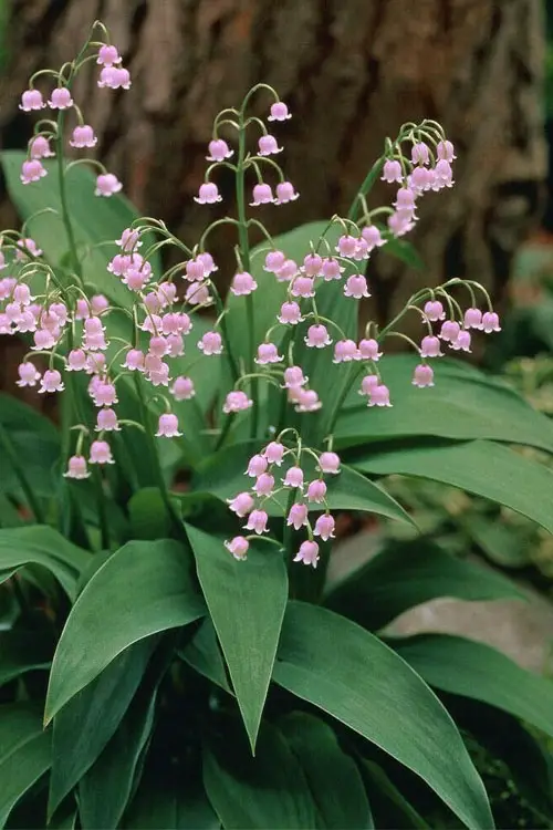 Pink Lily of the Valley Pink and White Flowers