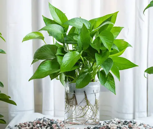 Can Pothos Live in the Water Forever