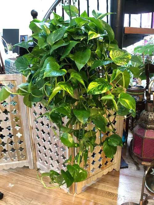The Best Plants to Grow in a Basement with Minimal Light1