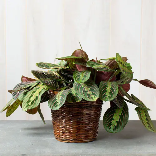 Reasons Behind Prayer Plant Leaves