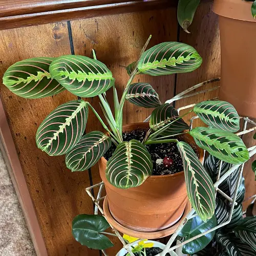 Reasons Behind Prayer Plant Leaves Proper Watering
