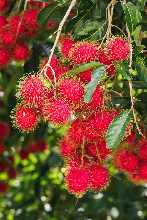 Rambutan asian fruit
